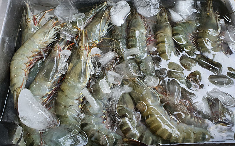 Shrimp